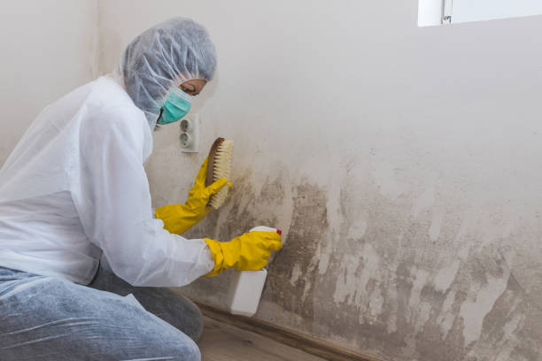 Best Commercial Mold Inspection  in Hazen, AR